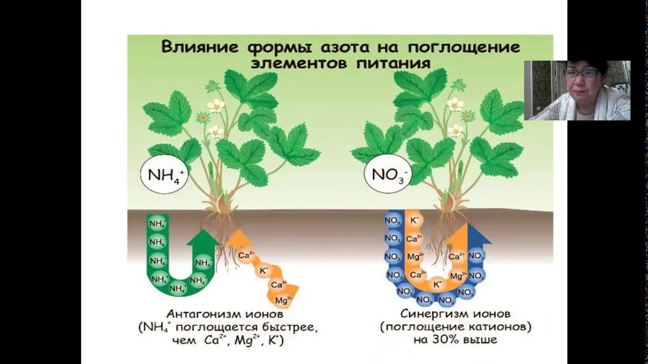Минеральное питание растений тест по биологии 6. Питание растений. Минеральном питании растении азот. Питание растений 6 класс. Азотное питание растений.