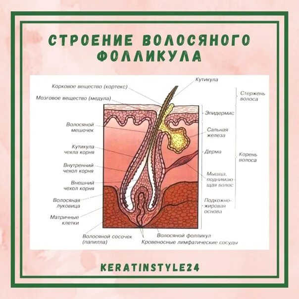 Строение волоса и волосяного фолликула. Схема волосяного фолликула. Строение волосяного фолликула. СТРОСТРОЕНИЕ волосянволосяного ыолликула.