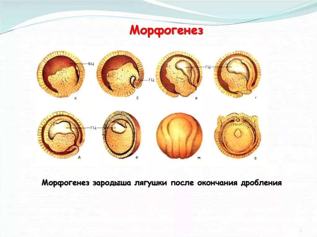 Как выглядит зародыш после окончания дробления. Морфогенез. морфогенез зародыша. зародыш после окончания дробления. морфогенез эмбриона.