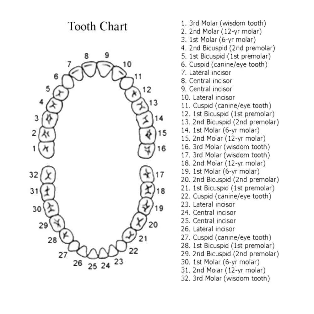 Можно считать зубы. Нумерация зубов в стоматологии схема у взрослых. Нумерация детских зубов в стоматологии схема. Схема зубов человека с нумерацией стоматологии. Правильная нумерация зубов в стоматологии.