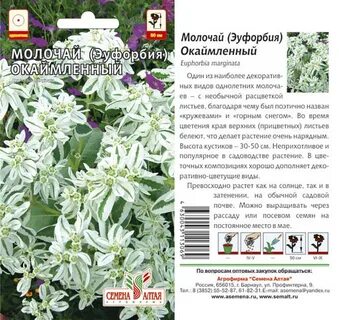 Семена молочая окаймленного