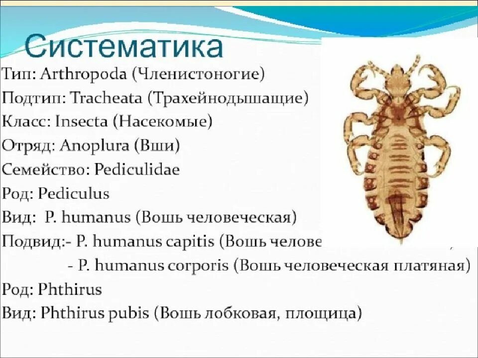 Какой тип метаморфоза характерен для человеческой блохи. Систематика блохи человеческой. Систематика отряд вши. Блохи систематическое положение.