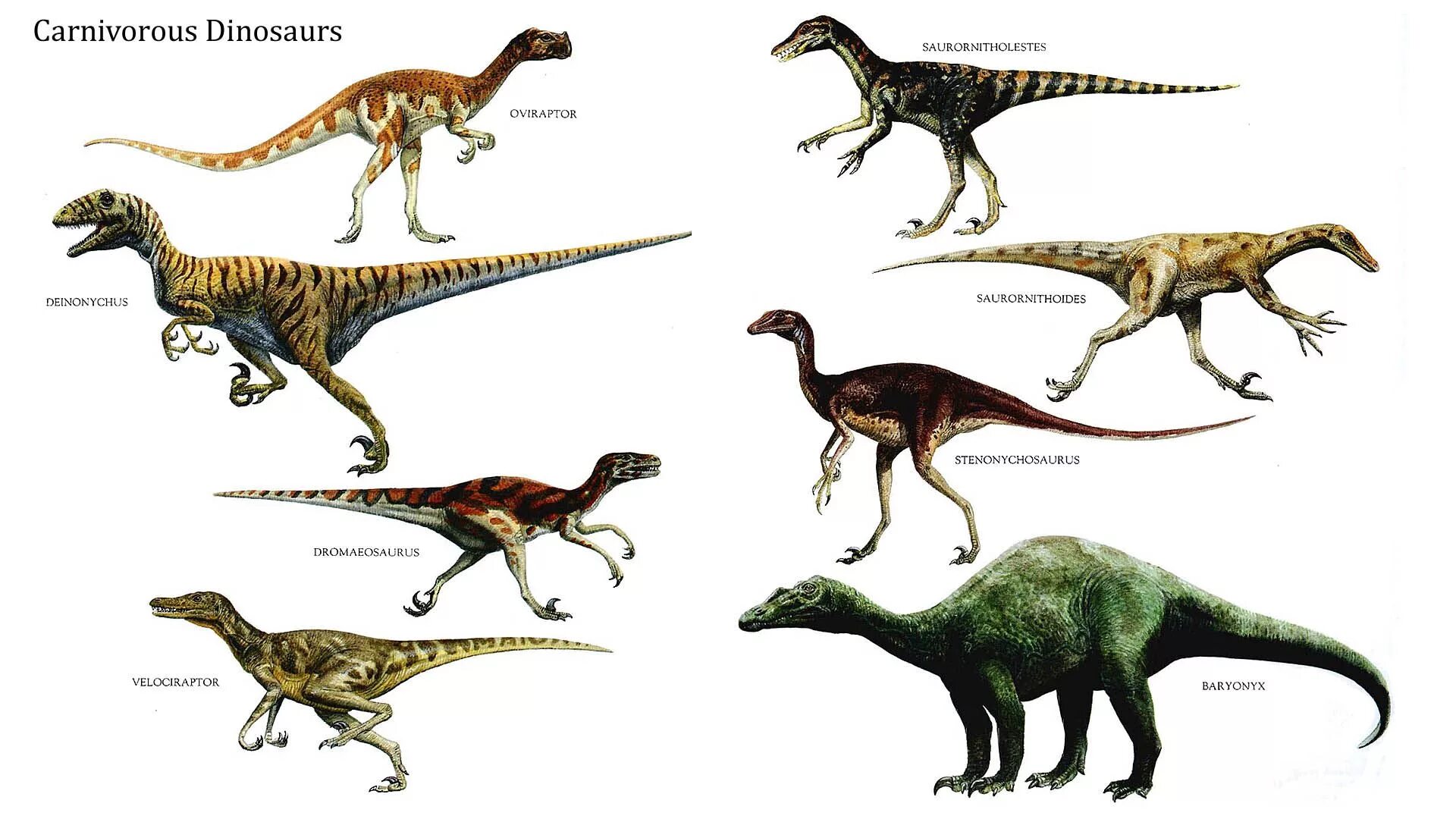 Хищный динозавр 12 букв. Эволюция тираннозаврид. Динозавры хищники тероподы. Диплодок Велоцираптор. Травоядные динозавры.