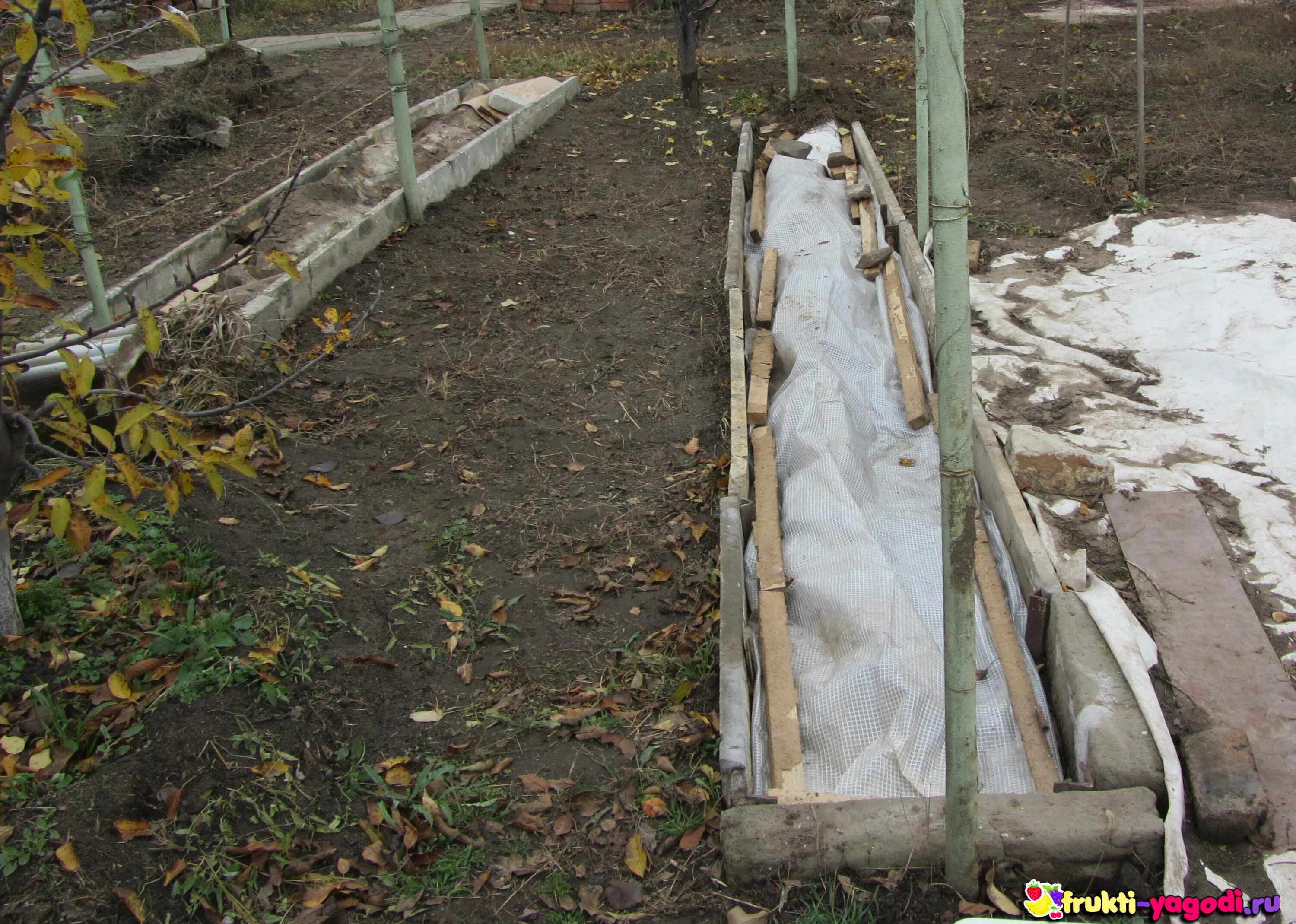 Виноградная лоза подмерзла. Укрытие винограда агроспаном. Укрытие винограда агроспаном. Траншейное укрытие винограда. Укрытие винограда агроспаном.