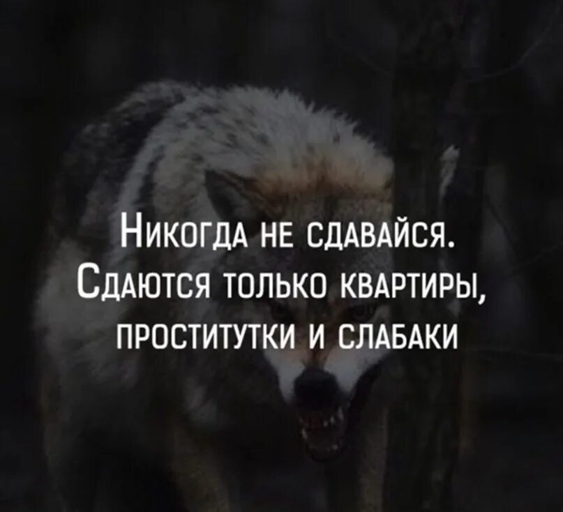 Никогда не сдавайся цитаты. Никогда не сдавайся высказывания. Цитаты никогда не сдаваться. Никогда не сдавайся слова. Никогда не проси слова