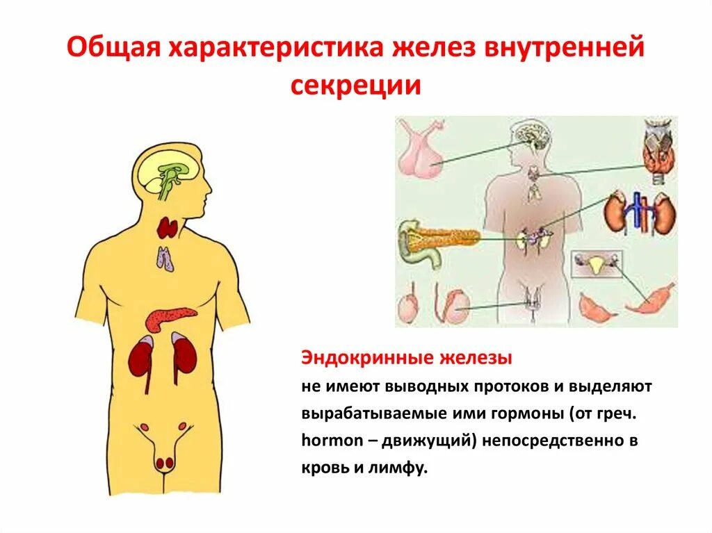 Характеристика желез организма человека. Железы внутренней секреции подписи. Эндокринная система железы внутренней секреции. 13. Общая характеристика желез внутренней секреции. Характеристика желёз внутренней секреции.