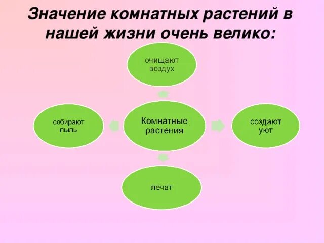 Комнатные растения и их значение. Значение комнатных растений. значение комнатных растений в нашей жизни для дошкольников.
