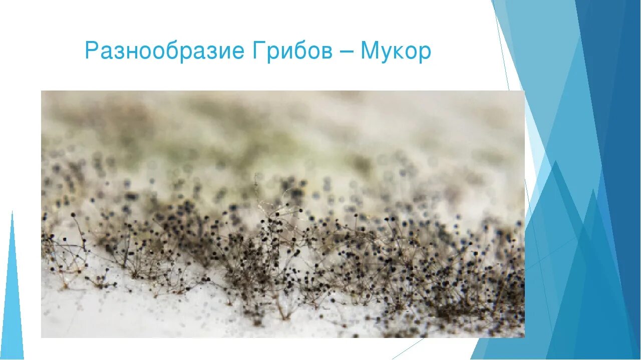 Гриб мукор является. Жц мукора. грибы сапрофиты мукор. патогенные грибы мукор. мукор цикл.