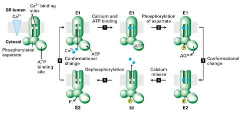 Ca2 na