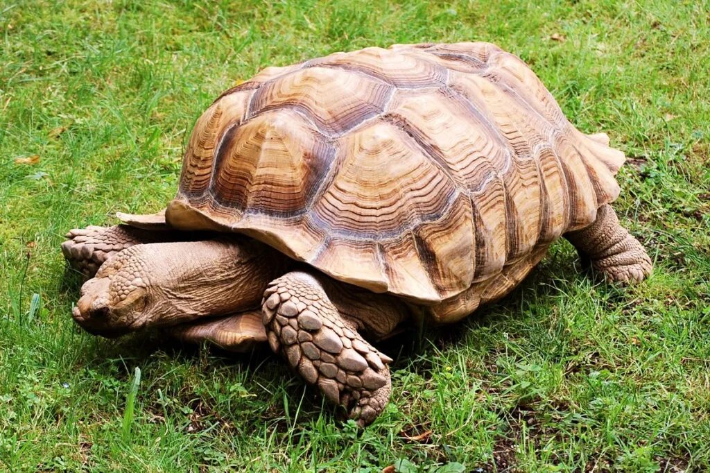 Geochelone sulcata. Африканская шпороносная черепаха. Сухопутная черепаха шпороносная. Сульката черепаха.