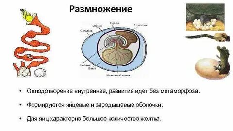 Оплодотворение у рептилий