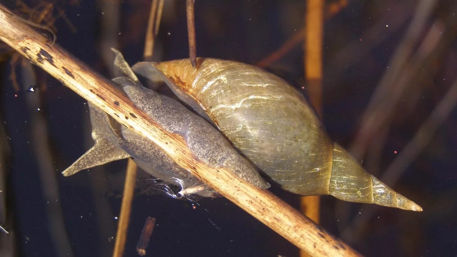 Моллюск прудовик обыкновенный. Большой и малый прудовик. Прудовик моллюск. 3 малый прудовик. Прудовик болотный.
