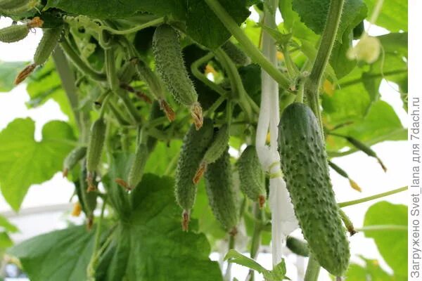 Огурцы кураж посадка. Огурец кураж волжский сад. огурец кураж пакт.
