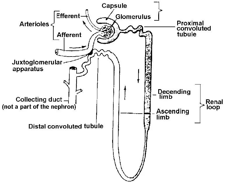 Схема строения нефрона. Нефрон иллюстрация. Нефрон реабсорбция дистальная. Осмос в нефроне. Нефрон ультрафильтрация