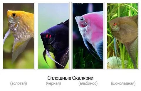 Чем отличается самка от самца