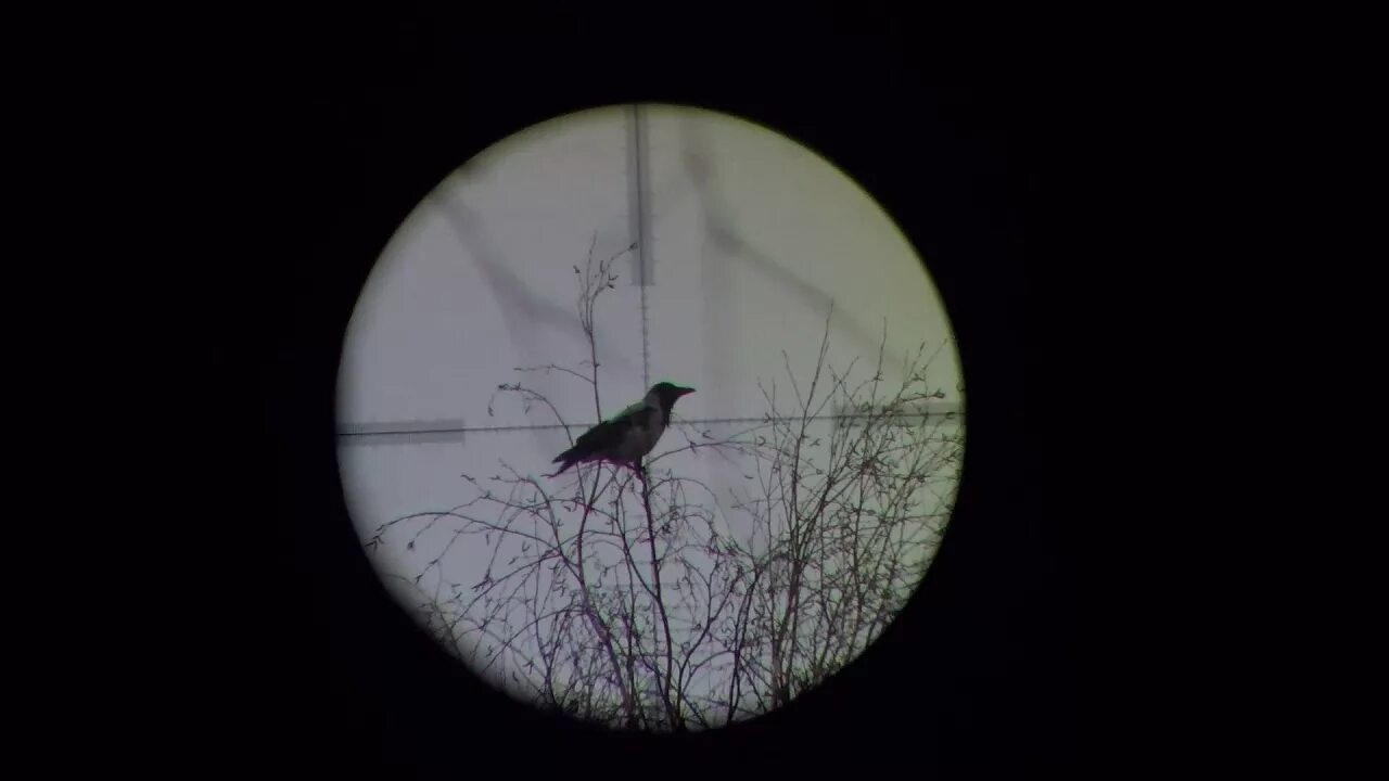 Трек где каркает ворона. Кроухантинг винтовки. Охота с пневматикой на ворону. Кроухантинг. 5.