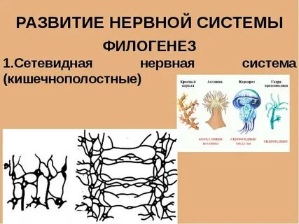 Наивысшего развития нервная система достигла у