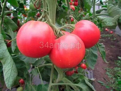 Характеристика и урожайность томата розовый гигант