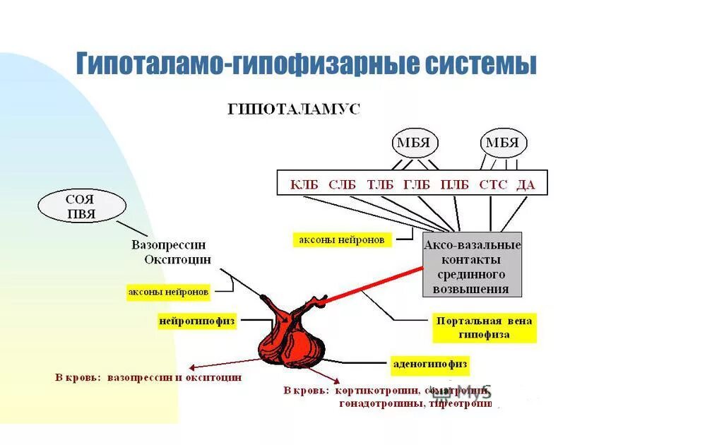 Инсулин и гипофиз. Гипоталамо гипофизарная система и щитовидная железа. Регуляция гормонов гипофиза. Гипоталамо-гипофизарная система схема. Регуляция гипоталамо-гипофизарной системы физиология.