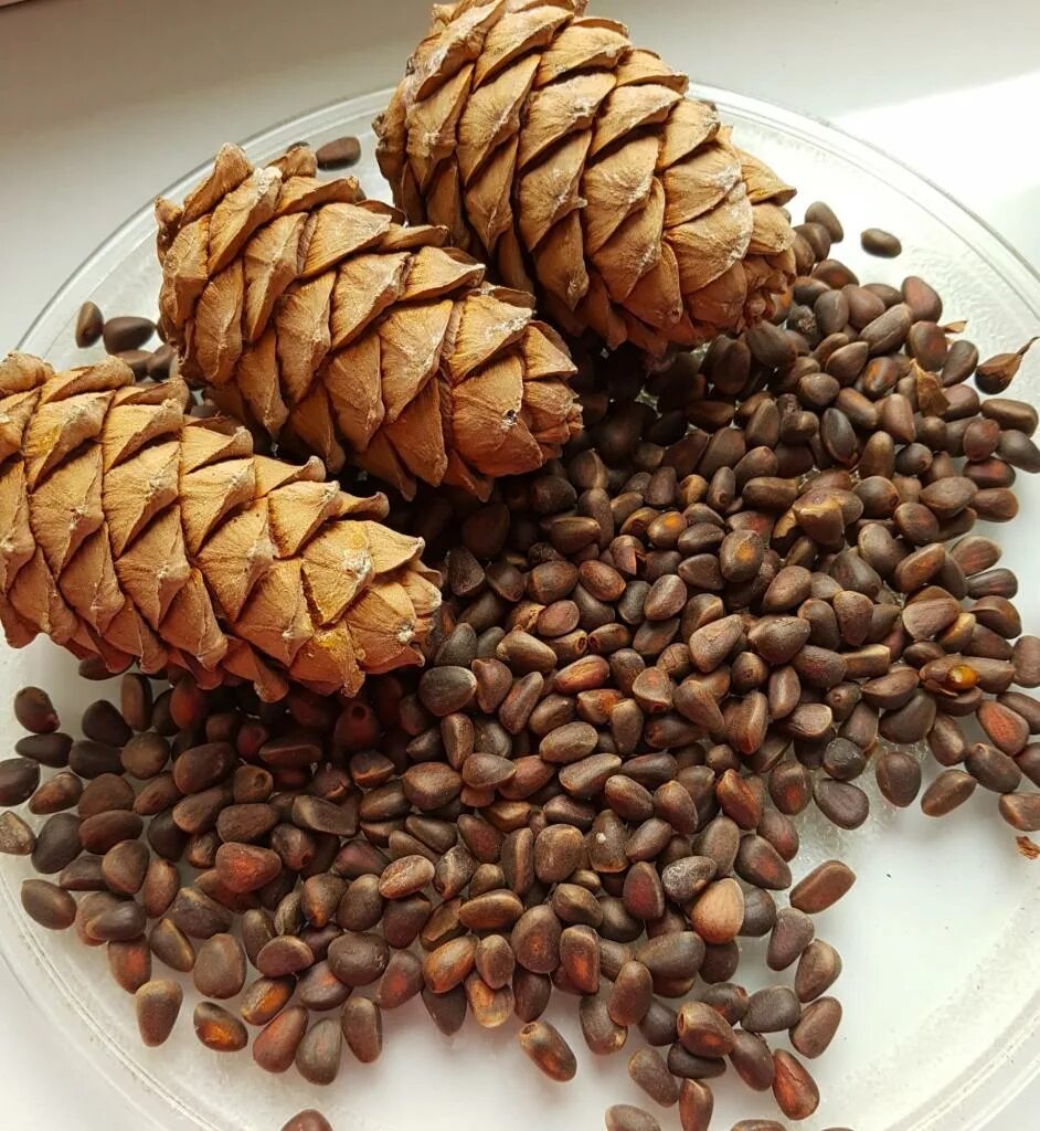 Сибирский кедровый орех. Сибирский кедр орешки. Кедровые орехи продолговатые. Кедр и кедровые орешки. Где можно кедровые орехи.