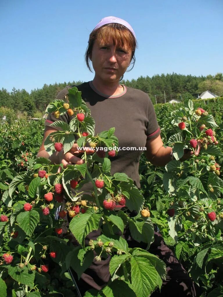 Питомник тимирязевской академии купить. Тимирязевский питомник саженцы. Тимирязевская Академия питомник саженцы. Питомник Тимирязевской Академии в Москве. Саженцы Тимирязевской Академии.