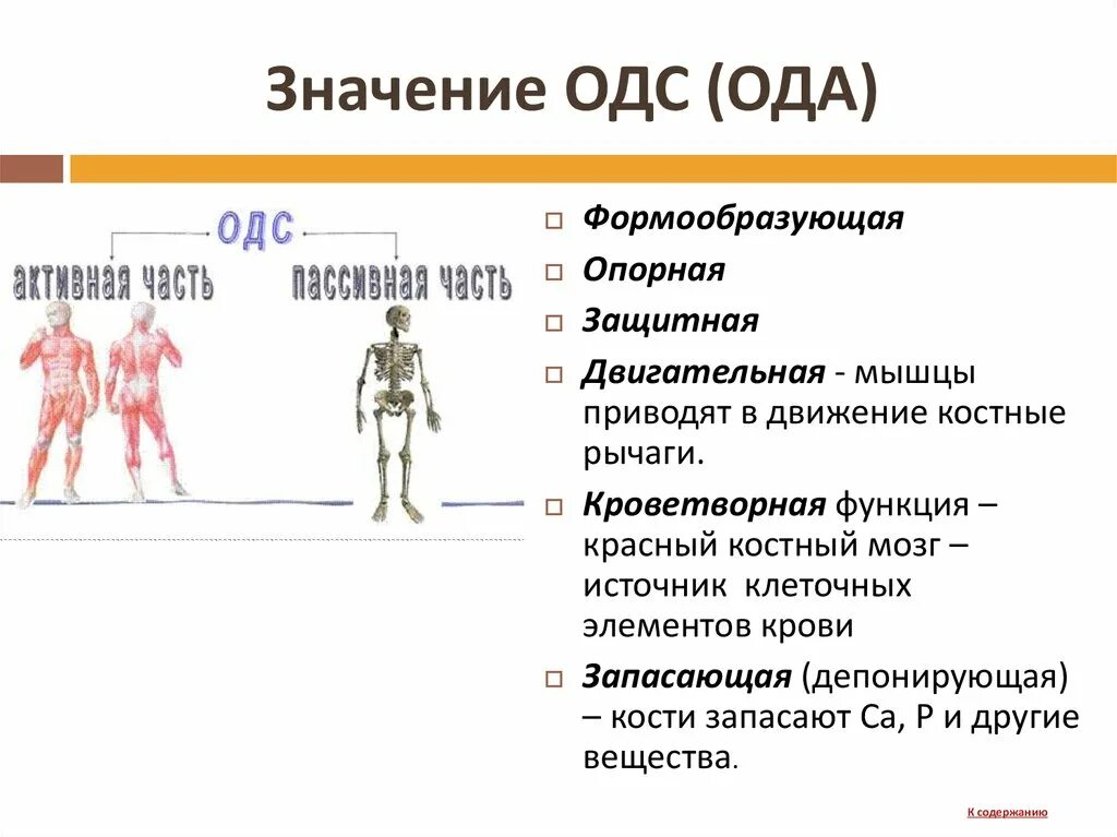 Пассивная часть опорно двигательной. Функции ОДС биология 8 класс. Значение ОДС. Пассивная часть Ода. Опорно двигательная система активная и пассивная часть.