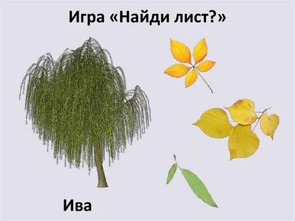Лист клен ива