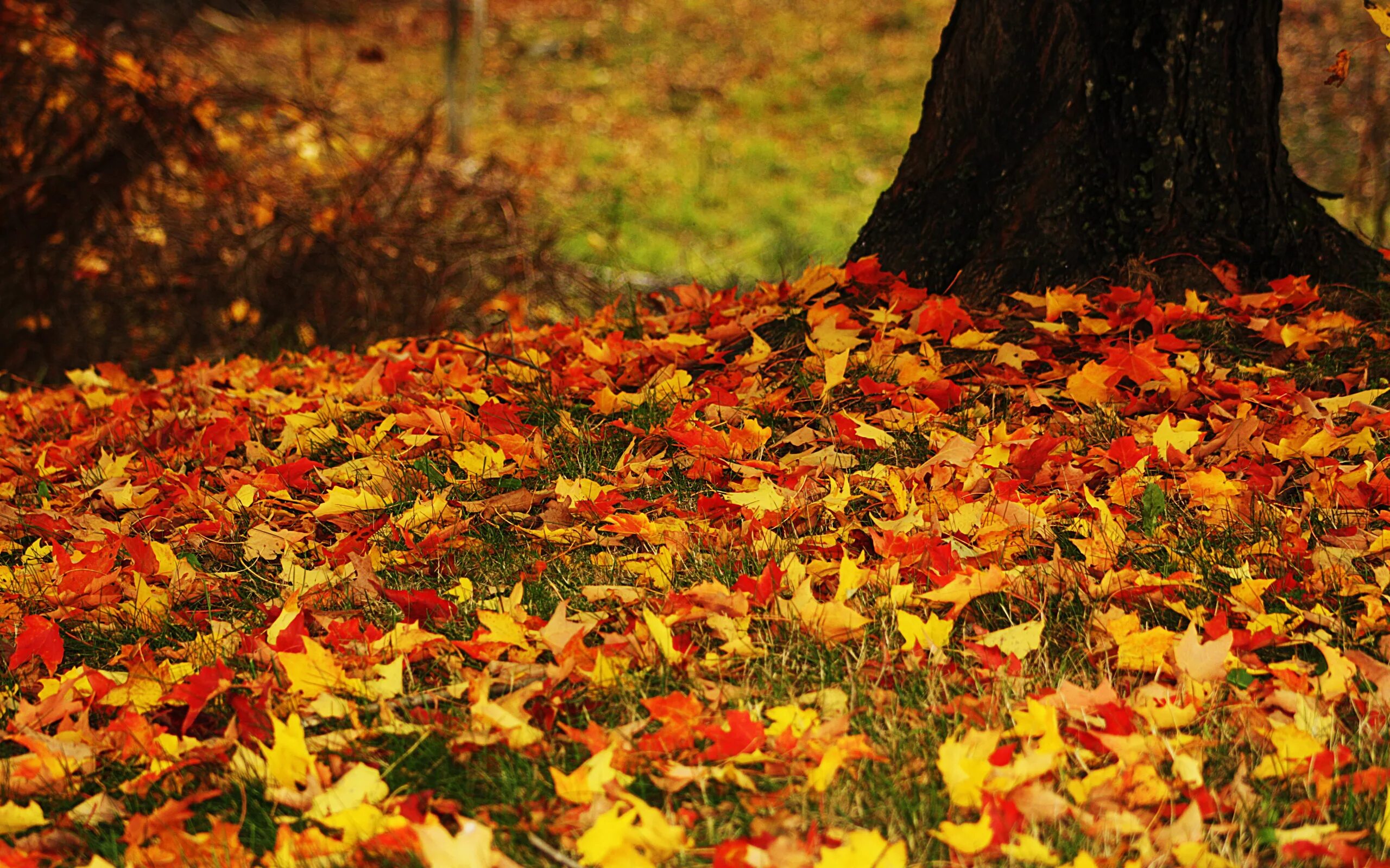 Autumn starts
