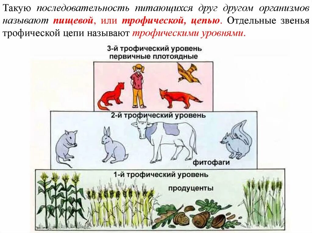 Количество трофических уровней в пищевой цепи. Трофические уровни пищевой цепи. Трофические уровни экосистемы. Трофические уровни в цепи питания. Пищевая трофическая цепь.