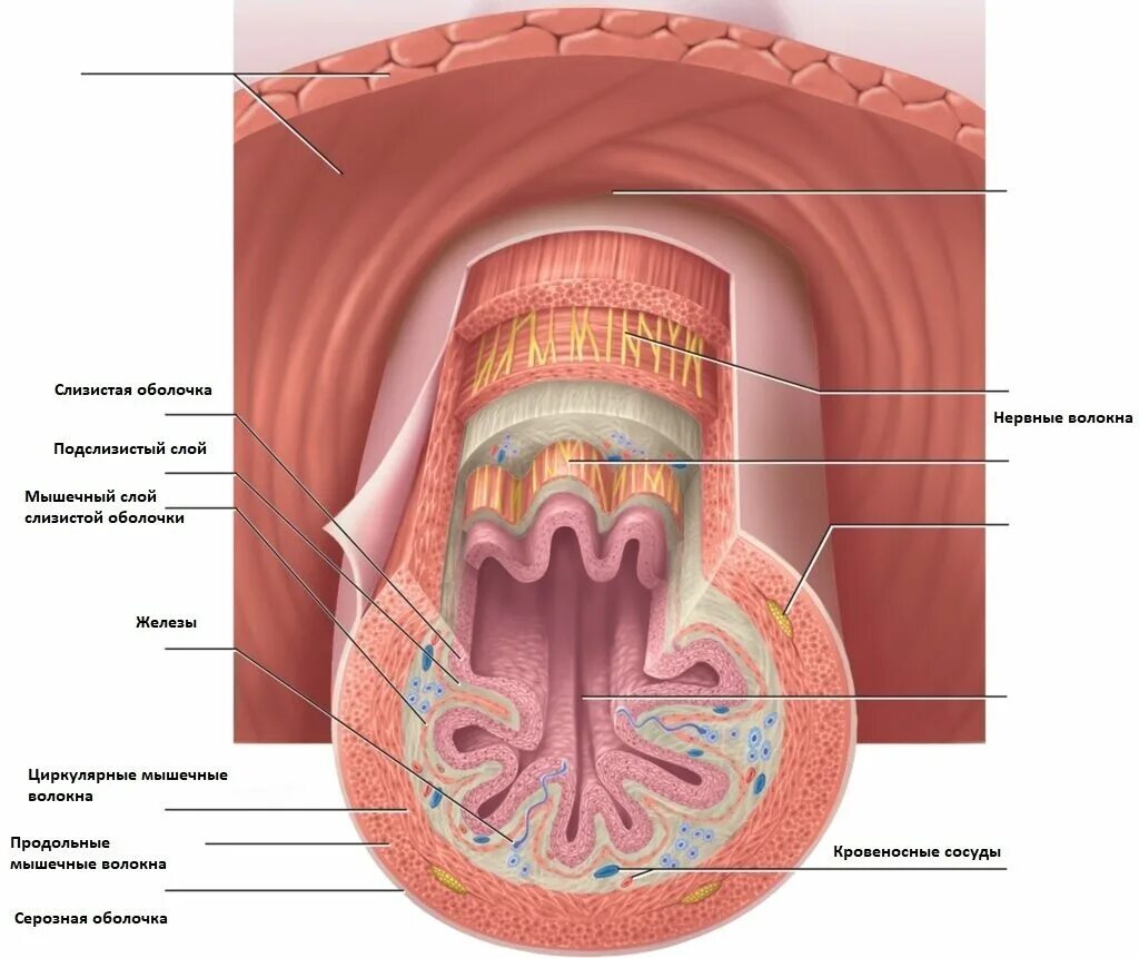 Слои полости рта. Мукоза слизистая оболочка. Слизистая оболочка полых органов. Слизистой оболочки на человек. Собственный слой слизистой оболочки.