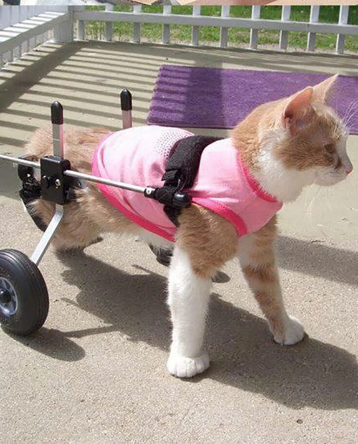 Инвалидная коляска для кошек. Инвалиднаяколясок для животных. Кот на инвалидной коляске. Тележка для собаки инвалида. Коляска для котов