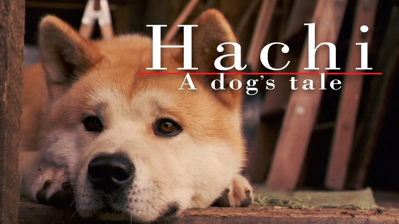 Щенок Хатико. Хатико: самый верный друг (Hachiko: a Dog's story) 2009.