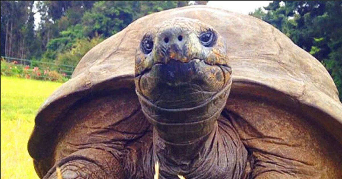 Old turtle