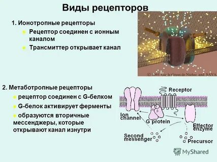 Рецепторы несут