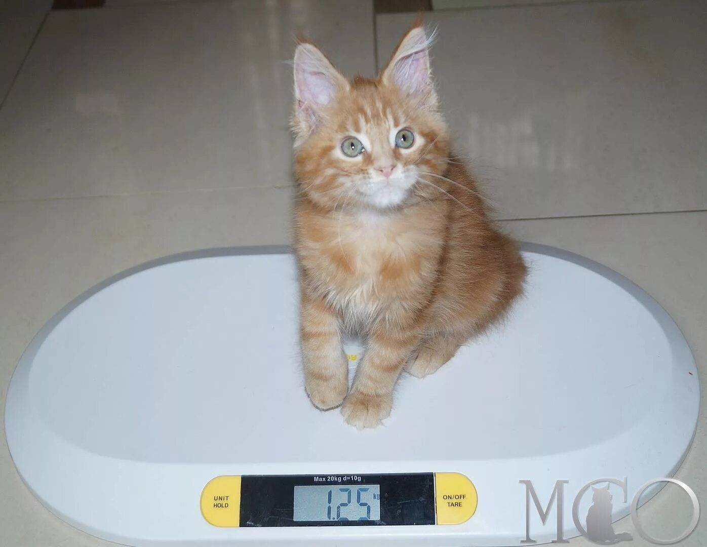 Котёнок Мейн кун 3 месяца вес. Таблица веса Мейн куна. Мейн кун 5 месяцев вес. Вес Мейн куна в 3 месяца. Вес котят по месяцам мейн