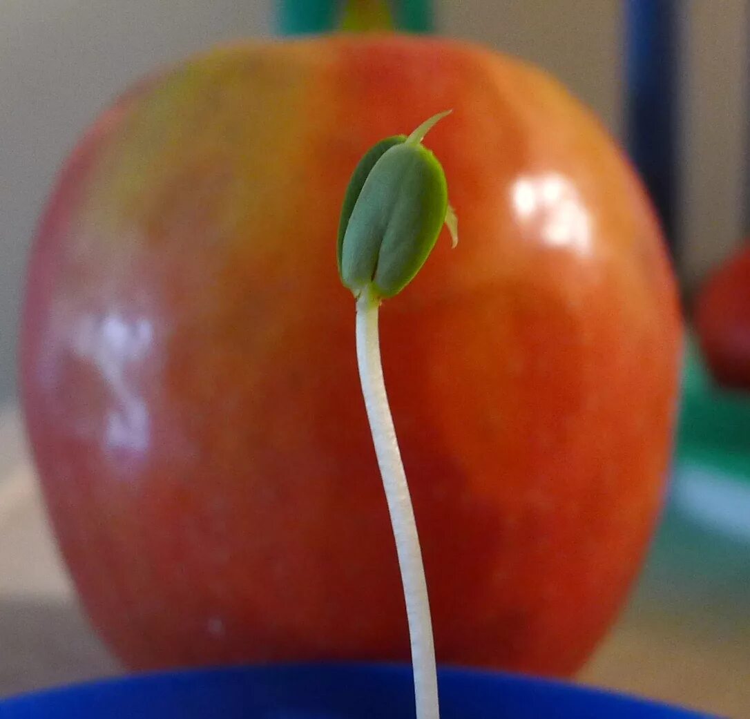 Можно ли из семечка яблока вырастить яблоню. Росток яблока. Росток яблока из косточки. Яблоня из косточки. Семена яблока.