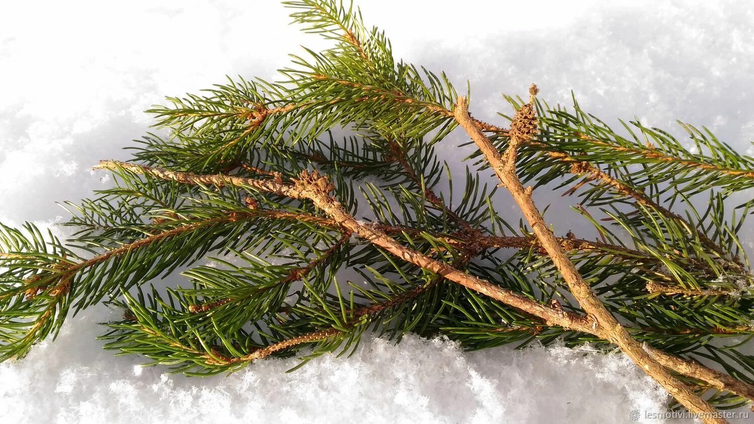 сосна пинус ветка. хвойный лапник. натуральные ветки сосны. сибирский кедр ветви. сосна кедровая веткиветки.