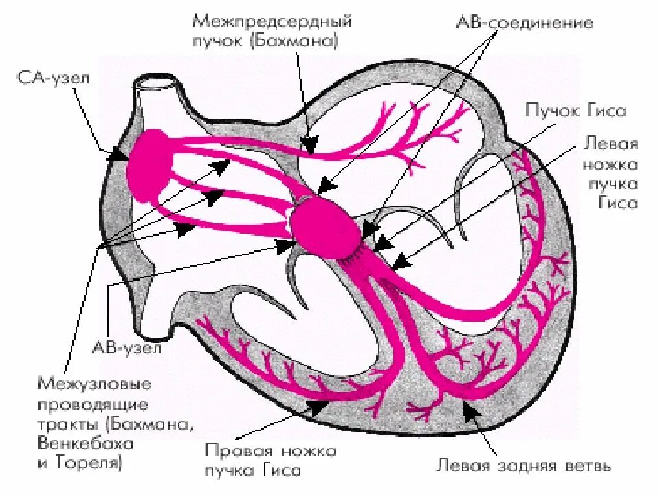 Тракты сердца. Проводящая система сердца пучок бахмана. проводящая система сердца животных схема. схема узлов и пучков проводящей системы сердца. пучок гисса или гиса.