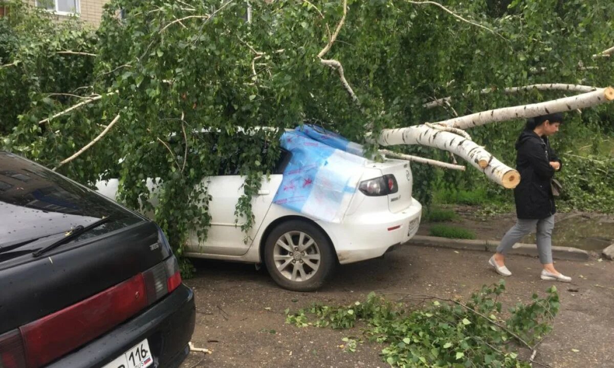 Береза упала на машины. На девочку упало дерево Казань. Упавшая береза. Упала на березку