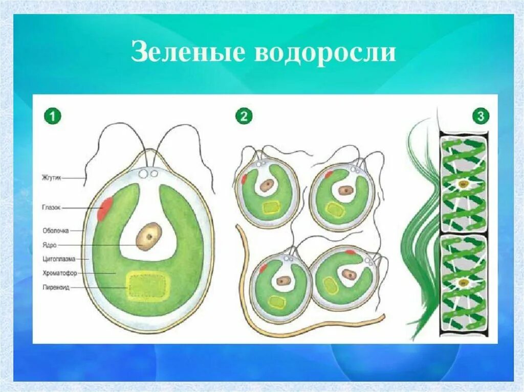 1 класс водорослей. водоросли презентация. 1 класс водорослей. водоросли их многообразие. многообразие водорослей 5 класс биология.