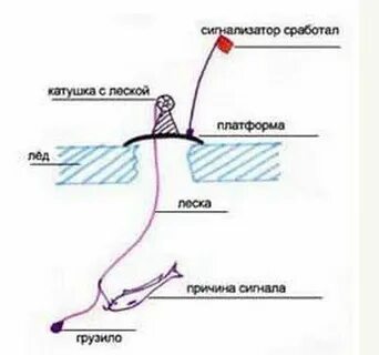 Как оснастить жерлицу на щуку зимой