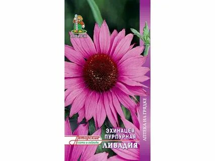 Эхинацея ливадия