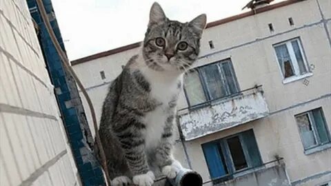 Включи кот падает