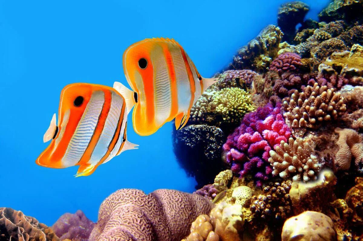 Барьерный риф Австралии рыба бабочка. Обитатели большого кораллового рифа. Большой Барьерный риф рыбы бабочки. Рыбы бабочки на коралловом рифе.