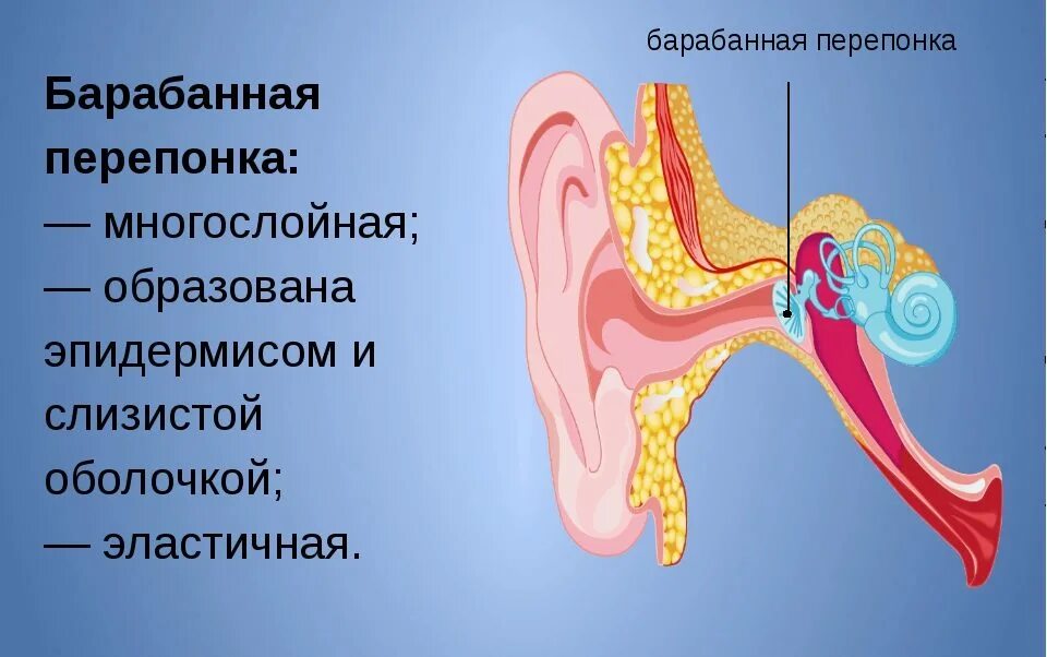 Ухо барабанная перепонка строение. Строение наружного уха барабанная перепонка. 3 Слоя барабанной перепонки. Строение ушной перепонки. Какие структуры расположены в полости среднего уха