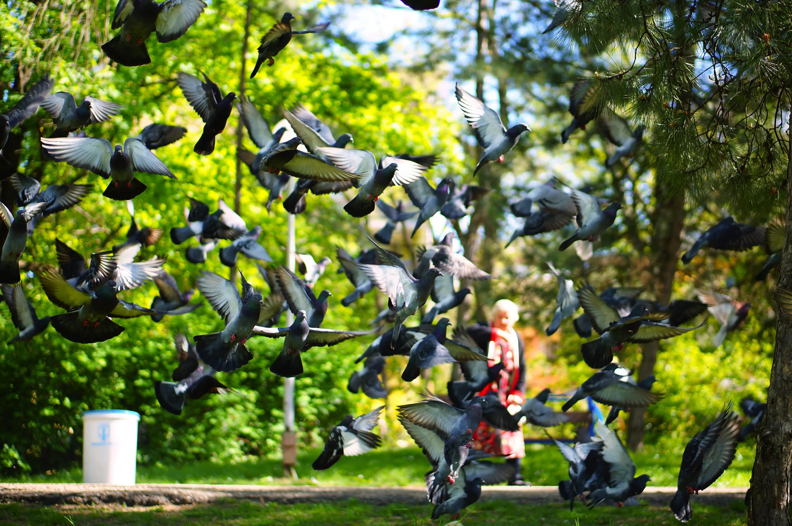 Птицы в городском парке. Уличные птицы. Парк с голубями. Много птиц.
