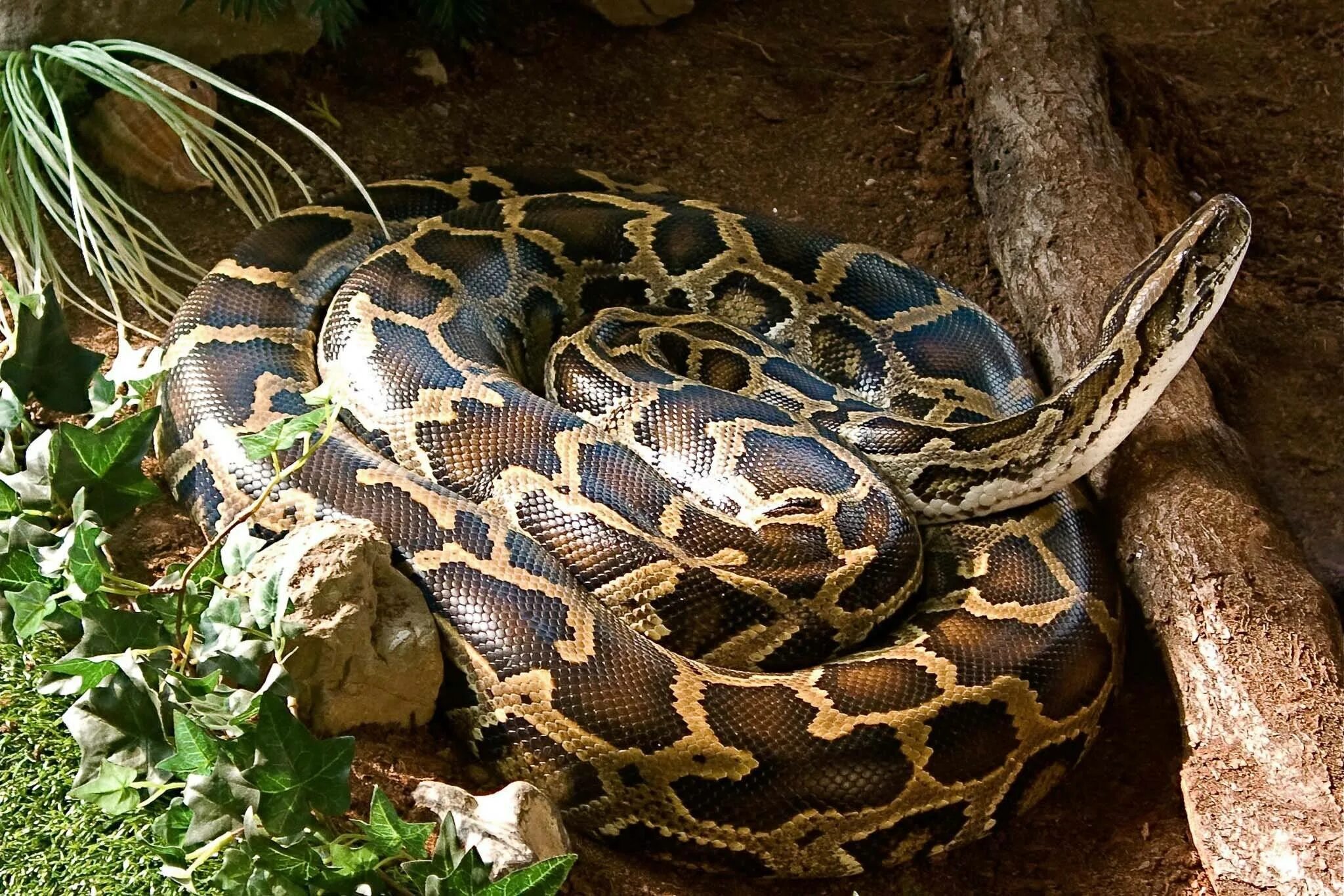 Large python