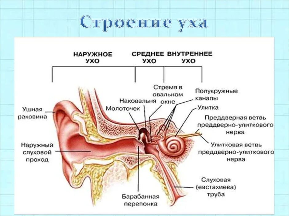 Внутреннее ухо строение биология. Процесс восприятия звука. Среднее ухо барабанная перепонка слуховые косточки. Механизм восприятия звука человеком. Механизм восприятия звуковых колебаний схема.