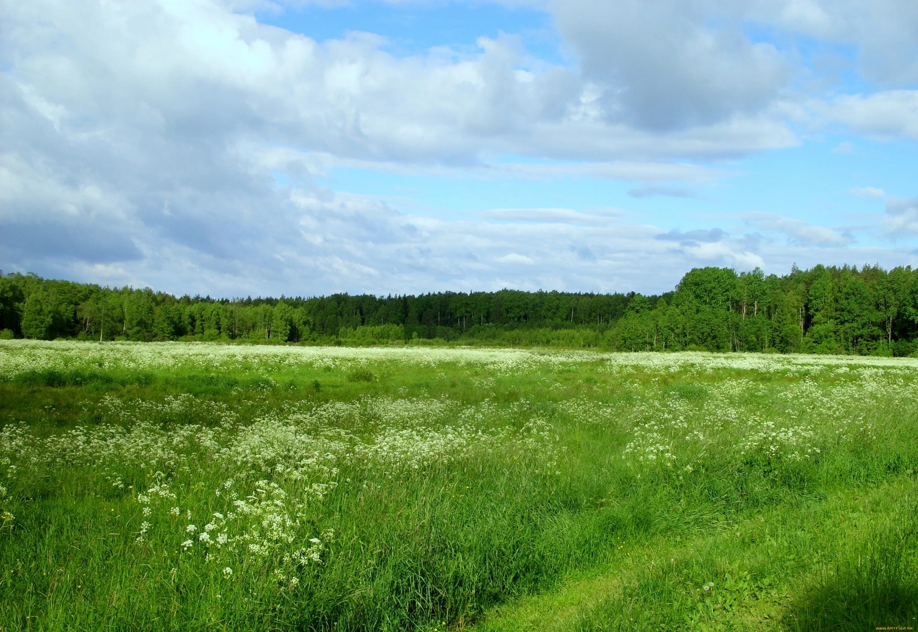 Лугов е б. Луга Мордовии. Луга лес Нижегородская область. Луга Псковская область. Зеленые Луга.