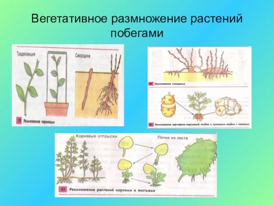 Вегетативное размножение побегами схема. Вегетативное размножение цветковых растений схема. Вегетативные органы размножения у цветковых растений. Растения которые размножаются. Какие способы размножения растений вы наблюдали